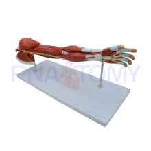 PNT-0331 anatomy of the human arm muscles